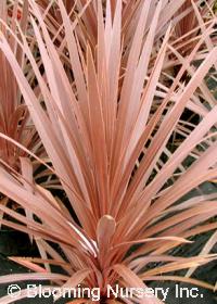 Cordyline australis 'Red Star'